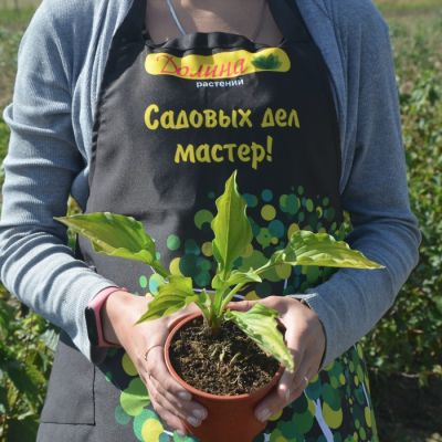 Хоста Леди Гиневера Хоста Леди Гиневера - Dolina-Sad.Ru