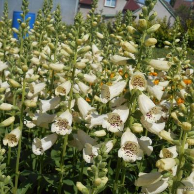 Наперстянка Виртуозо Крем Наперстянка Виртуозо Крем - Dolina-Sad.Ru