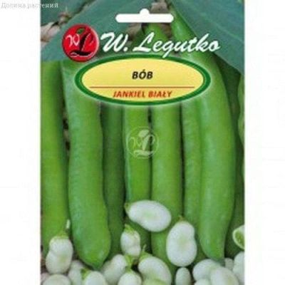 Боб садовый Янкиэль Уайт (Польша) Боб садовый Янкиэль Уайт (Польша) фото