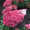 Гортензия метельчатая Стробери Блоссом Гортензия метельчатая Стробери Блоссом - Dolina-Sad.Ru