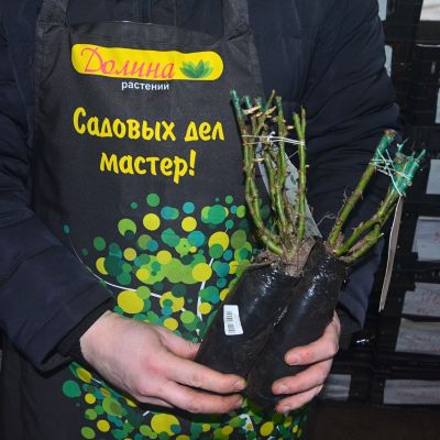 Роза Виолетт Парфюм Роза Виолетт Парфюм фото