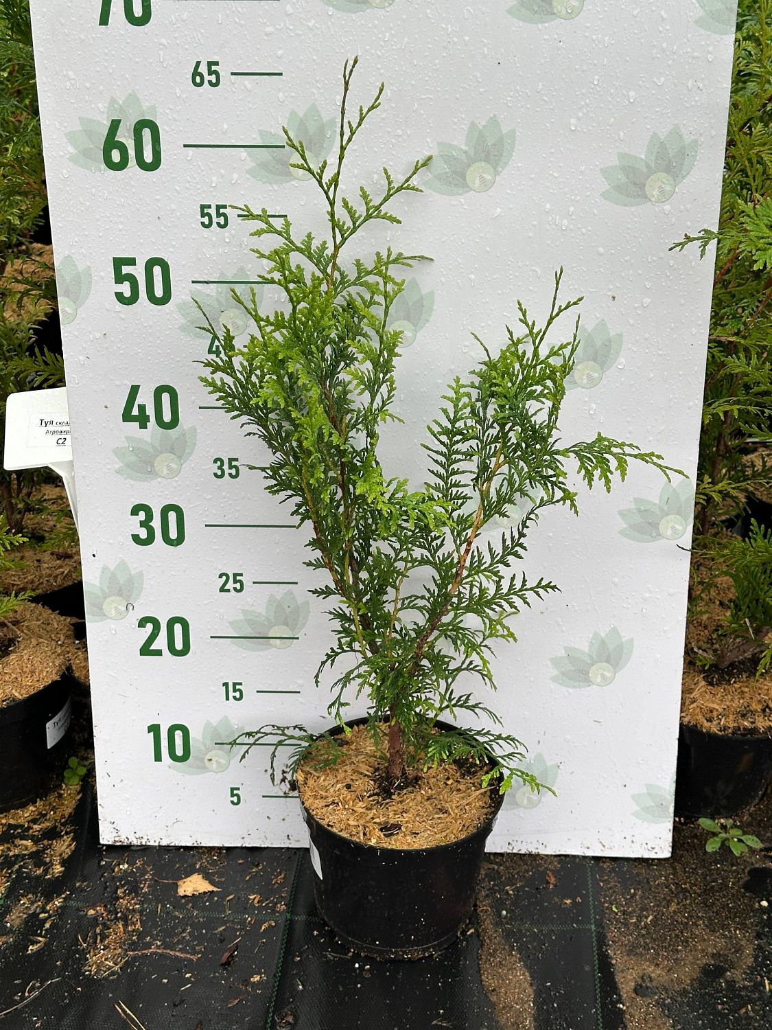 Туя западная Брабант, С2 Туя западная Брабант, С2 - Dolina-Sad.Ru