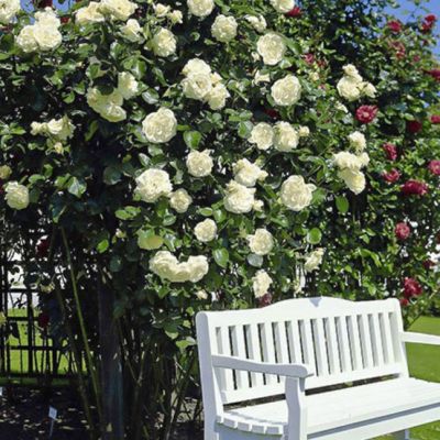 Роза Мон Блан Роза Мон Блан - Dolina-Sad.Ru