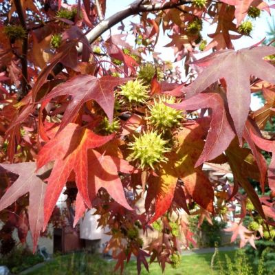 Ликвидамбар смолоносный Ликвидамбар смолоносный - Dolina-Sad.Ru