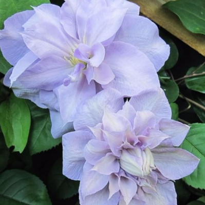 Клематис Люис Роу Клематис Люис Роу фото