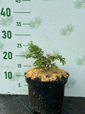 Можжевельник обыкновенный Голдшатц, С3 - Dolina-Sad.Ru