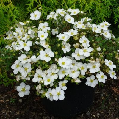 Лапчатка кустарниковая Белла Бьянка Лапчатка кустарниковая Белла Бьянка - Dolina-Sad.Ru