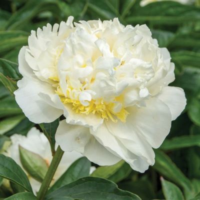 Пион Брайдал Айсинг Пион Брайдал Айсинг фото