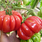 Томат Японский краб Томат Японский краб фото