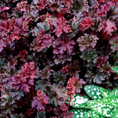 Гейхера Перпл Петтикоатс Гейхера Перпл Петтикоатс - Dolina-Sad.Ru