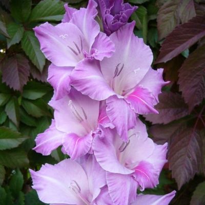 Гладиолусы Блу Бьюти Гладиолусы Блу Бьюти - Dolina-Sad.Ru