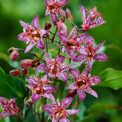 Трициртис формозский Дарк Бьюти - Dolina-Sad.Ru