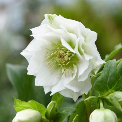 Морозник Дабл Вайт Морозник Дабл Вайт - Dolina-Sad.Ru