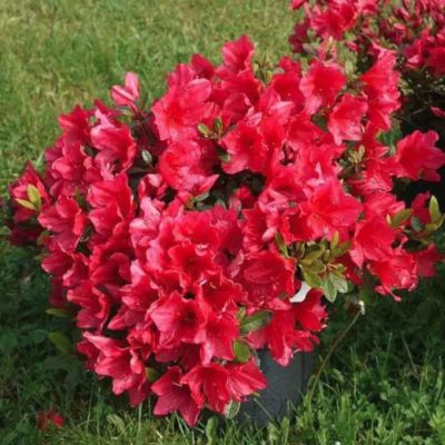 Рододендрон Арабеск Рододендрон Арабеск - Dolina-Sad.Ru