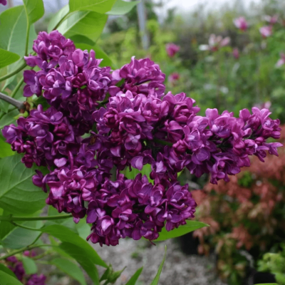 Сирень обыкновенная "Чарльз Джоли" Сирень обыкновенная "Чарльз Джоли" фото