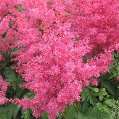 Астильба японская Джамп энд Джайв Астильба японская Джамп энд Джайв - Dolina-Sad.Ru