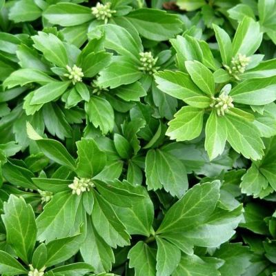 Пахизандра верхушечная Грин Карпет, С3 - Dolina-Sad.Ru