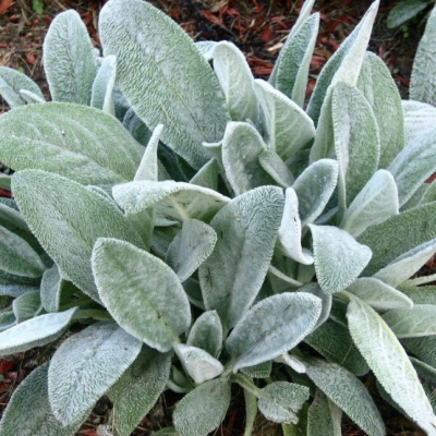 Чистец шерстистый Чистец шерстистый фото