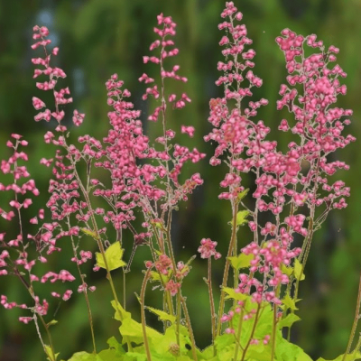 Гейхера Претти Пистачио , С1,5 Гейхера Претти Пистачио , С1,5 фото