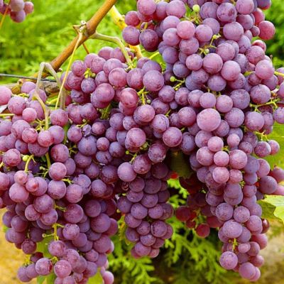 Виноград Русский ранний Виноград Русский ранний фото