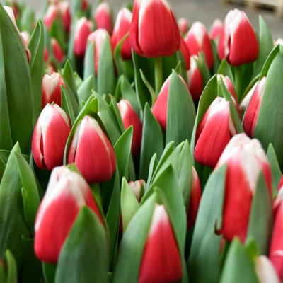 Тюльпан Дач Дизайн Тюльпан Дач Дизайн - Dolina-Sad.Ru