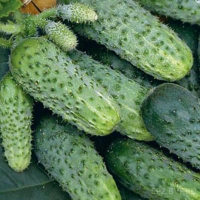Огурец Теща F1 корнишон автор. Огурец Теща F1 корнишон автор. - Dolina-Sad.Ru