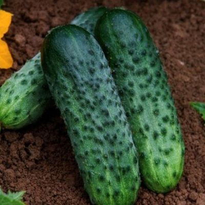 Огурец Караоке F1 (Голландия) Н19 Огурец Караоке F1 (Голландия) Н19 фото