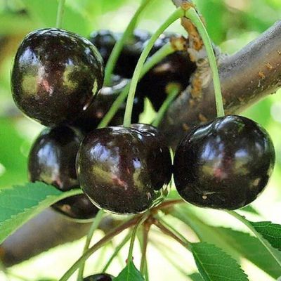 Черешня Бычий Глаз Черешня Бычий Глаз - Dolina-Sad.Ru