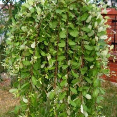 Ива козья на штамбе Килмарнок Ива козья на штамбе Килмарнок фото