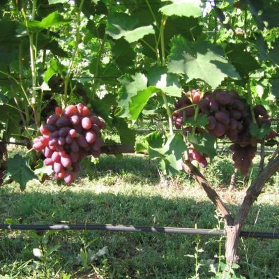 Виноград Ризамат - Dolina-Sad.Ru