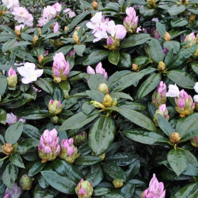 Рододендрон Гомер Ватерер Рододендрон Гомер Ватерер - Dolina-Sad.Ru