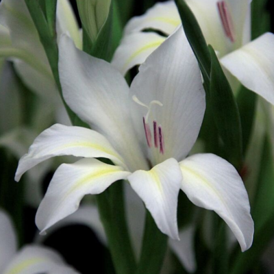 Гладиолус Альбус Гладиолус Альбус фото