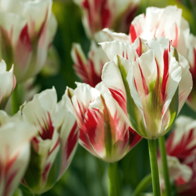 Тюльпан Флеминг Спринг Грин Тюльпан Флеминг Спринг Грин фото