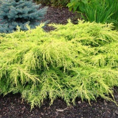 Можжевельник Средний Голд Стар Можжевельник Средний Голд Стар фото