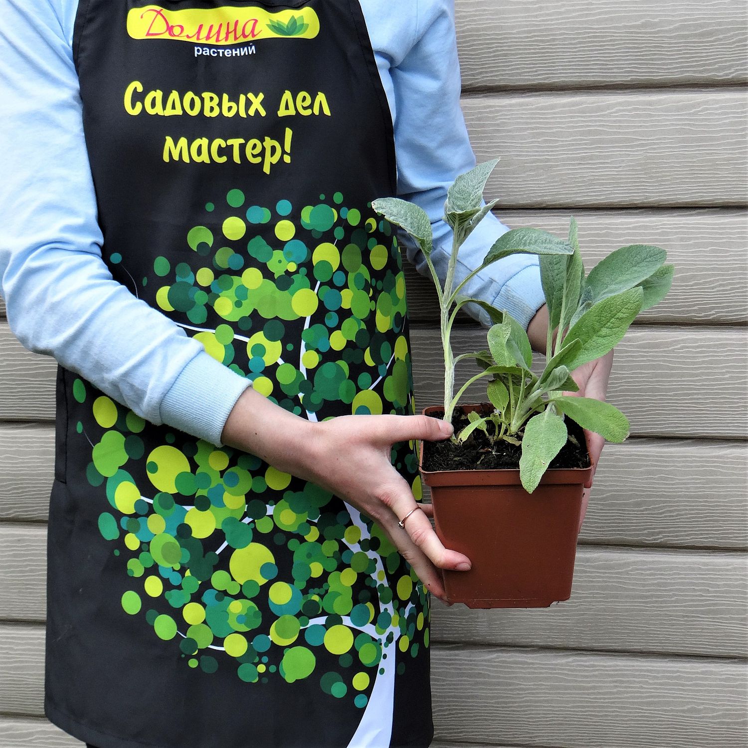 Чистец шерстистый Чистец шерстистый фото