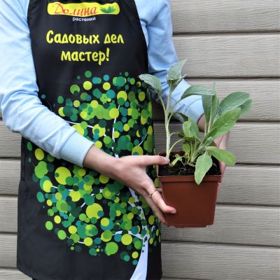 Чистец шерстистый Чистец шерстистый фото