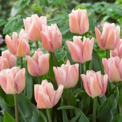 Тюльпан Рейджойс Тюльпан Рейджойс фото