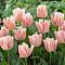 Тюльпан Рейджойс Тюльпан Рейджойс фото