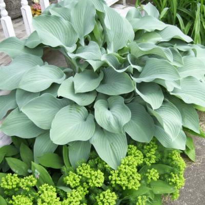 Хоста Кросса Регал Хоста Кросса Регал фото