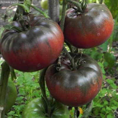 Томат Черный Барон Томат Черный Барон фото