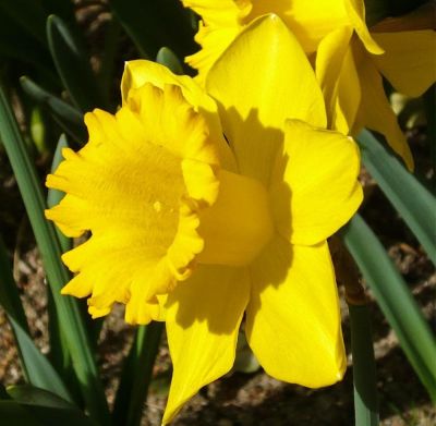 Нарцисс Карлтон Нарцисс Карлтон фото