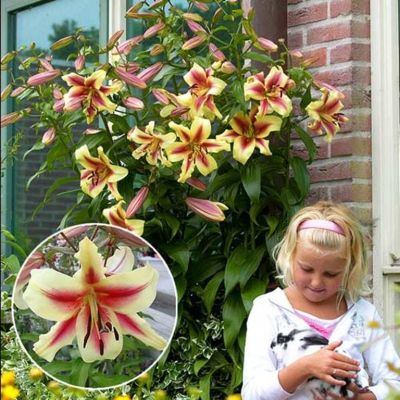 Лилия Лавон (Гиганты) Лилия Лавон (Гиганты) фото