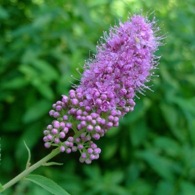 Спирея Дуглас, С3 Спирея Дуглас, С3 - Dolina-Sad.Ru