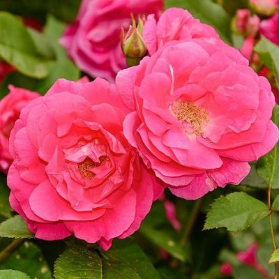 Роза Морден Сентенниал Роза Морден Сентенниал - Dolina-Sad.Ru