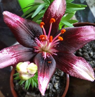 Лилия Тренди Никосия Лилия Тренди Никосия - Dolina-Sad.Ru