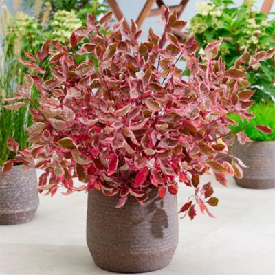 Дерен белый Миракл Дерен белый Миракл - Dolina-Sad.Ru