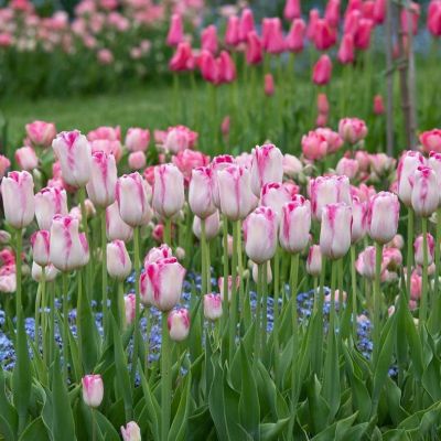 Набор 18-ти тюльпанов фото