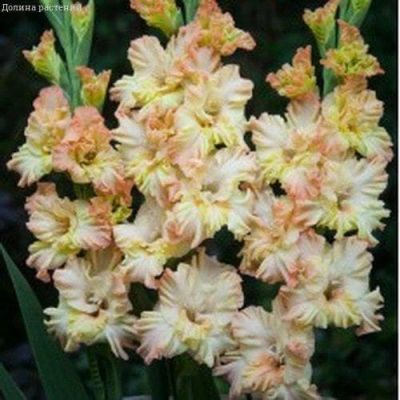 Гладиолус Ламбада Фриззл(10 шт) Гладиолус Ламбада Фриззл(10 шт) фото