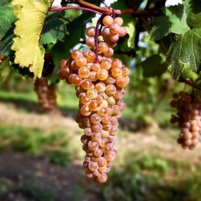 Виноград Ркацителли - Dolina-Sad.Ru