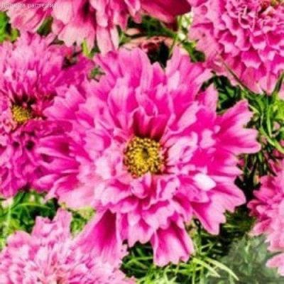 Космея Розовая долина махровая фото